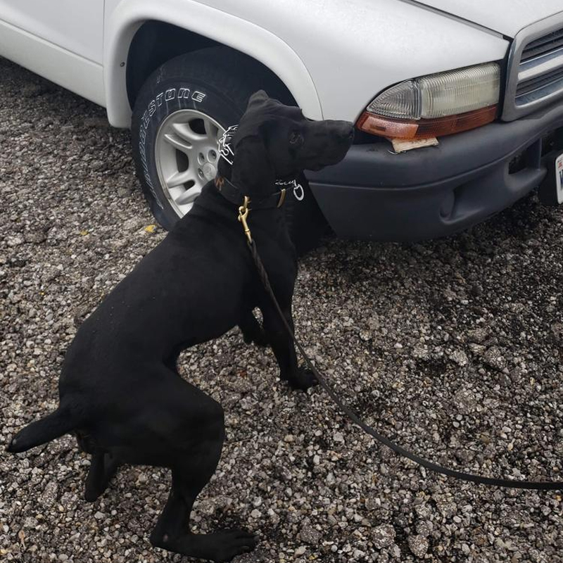 miclo Creek county k9