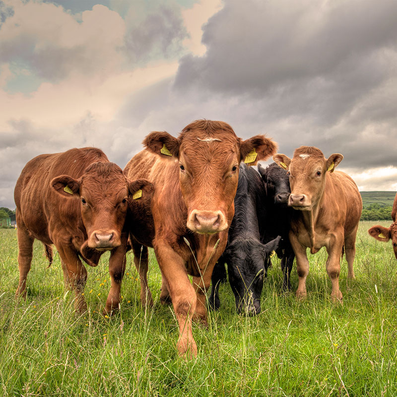 livestock registration